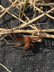 Xysticus