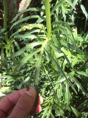 Valeriana polystachya