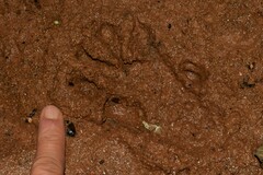 Procyon cancrivorus