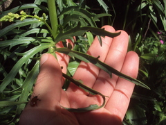 Valeriana polystachya