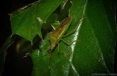 Amblypelta nitida