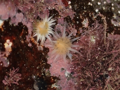 Anthothoe albocincta