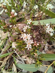 Leucopogon