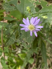 Symphyotrichum retroflexum