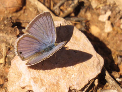 Echinargus isola