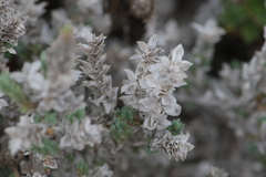 Crucianella maritima