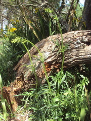 Valeriana polystachya