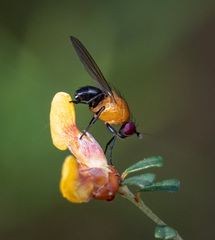 Sapromyza sciomyzina