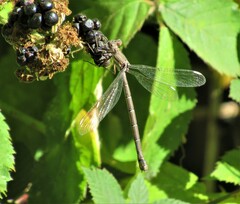 Archilestes californicus