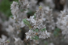 Crucianella maritima