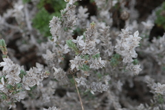 Crucianella maritima