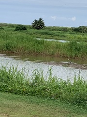 Himantopus mexicanus knudseni