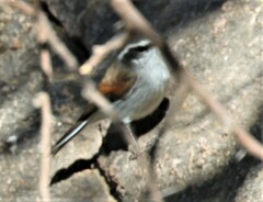 Ochthoeca leucophrys