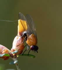 Sapromyza sciomyzina