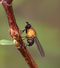 Sapromyza sciomyzina