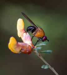 Sapromyza sciomyzina