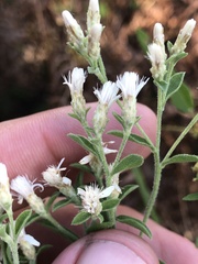 Sericocarpus tortifolius