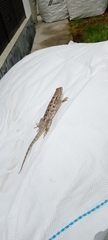 Sceloporus spinosus