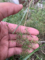 Cyclospermum leptophyllum