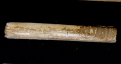 Ensis