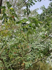 Triadica cochinchinensis