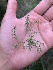 Cyclospermum leptophyllum