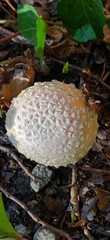 Amanita aprica