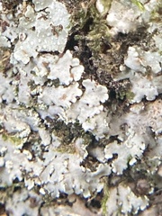 Heterodermia albicans