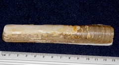 Ensis