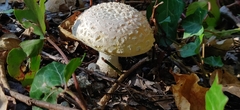 Amanita aprica