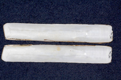 Ensis