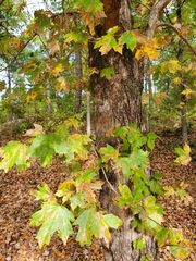 Acer floridanum