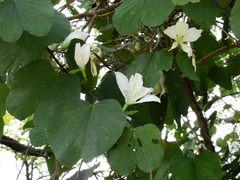 Bauhinia variegata candida