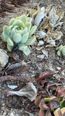 Echeveria elegans