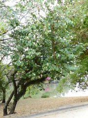Bauhinia variegata candida