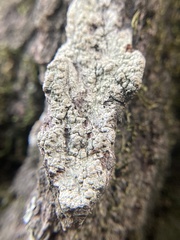 Pertusaria texana
