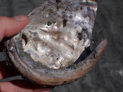 Haliotis kamtschatkana