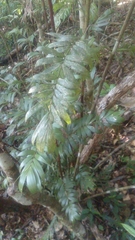 Dypsis concinna