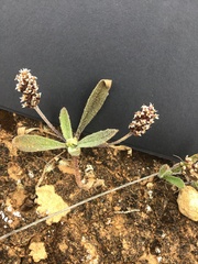Plantago hispida
