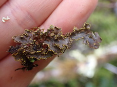 Pseudocyphellaria citrina