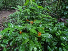 Palicourea racemosa