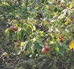 Aesculus pavia flavescens