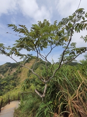 Zanthoxylum ailanthoides