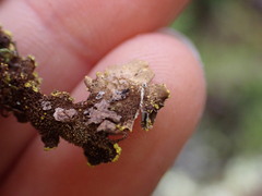 Pseudocyphellaria citrina