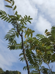 Zanthoxylum ailanthoides