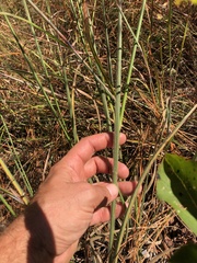 Paspalum floridanum