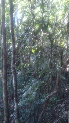 Dypsis concinna