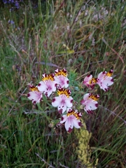 Alstroemeria pulchra