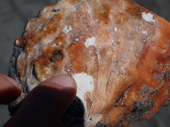 Haliotis kamtschatkana