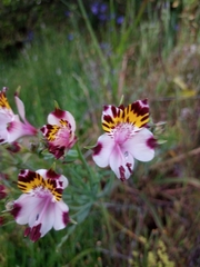 Alstroemeria pulchra